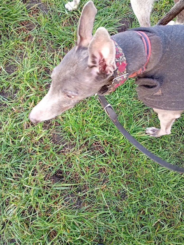 Lily and Daisy #lilsod #lilbugger tweet media