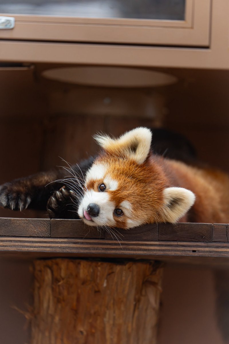 るん🐾 tweet media