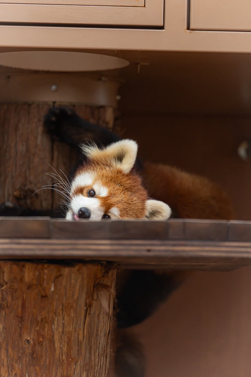 るん🐾 tweet media