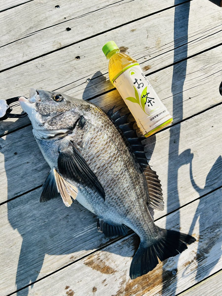 🐟あんり🐟外周副隊長 tweet media