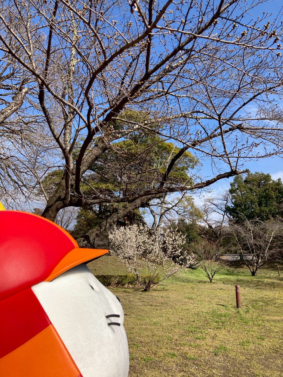本日から三連休のようで、#ひこにゃん 殿はたくさんのお客様に会えて