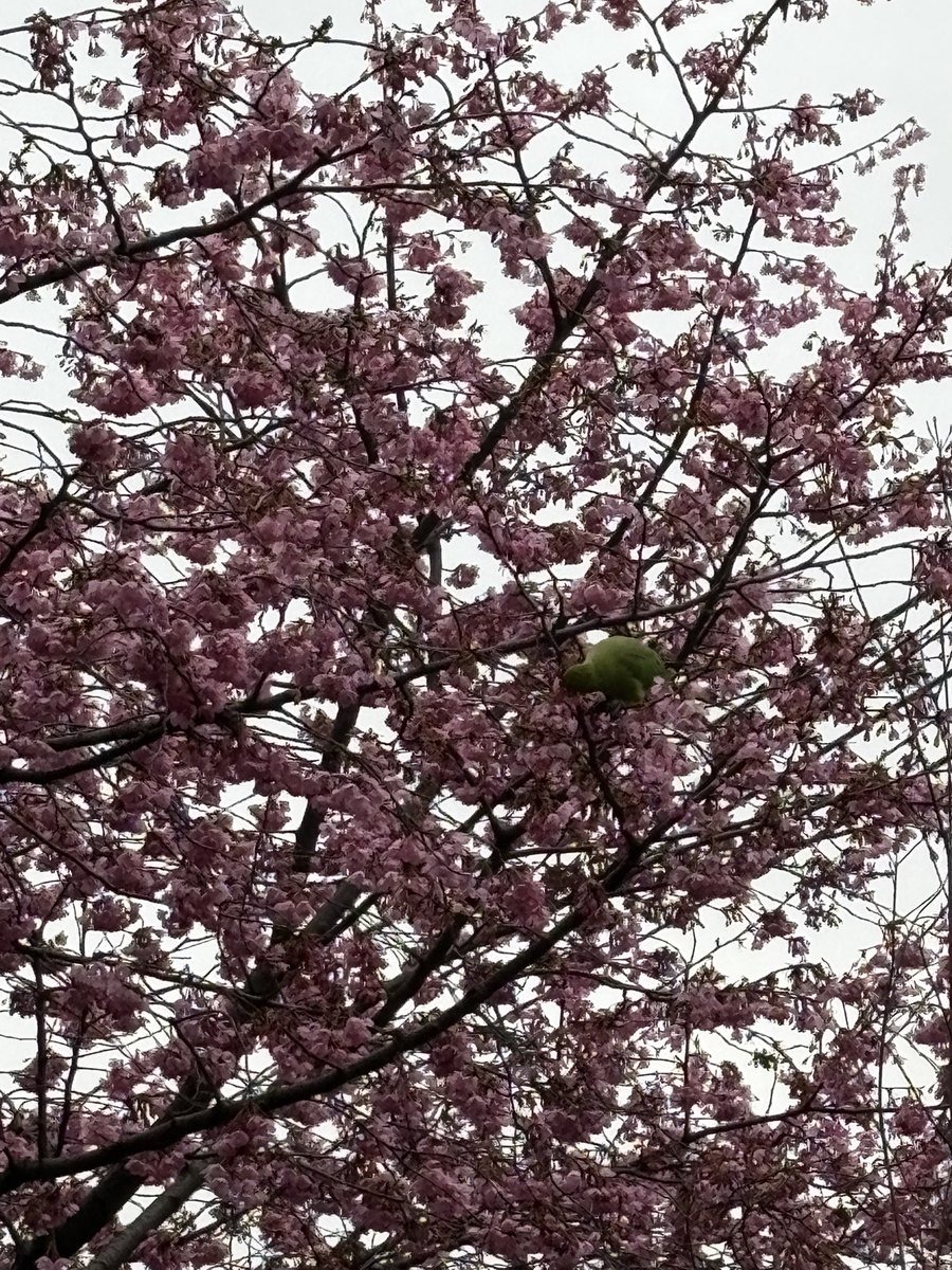 えすじぇー tweet media