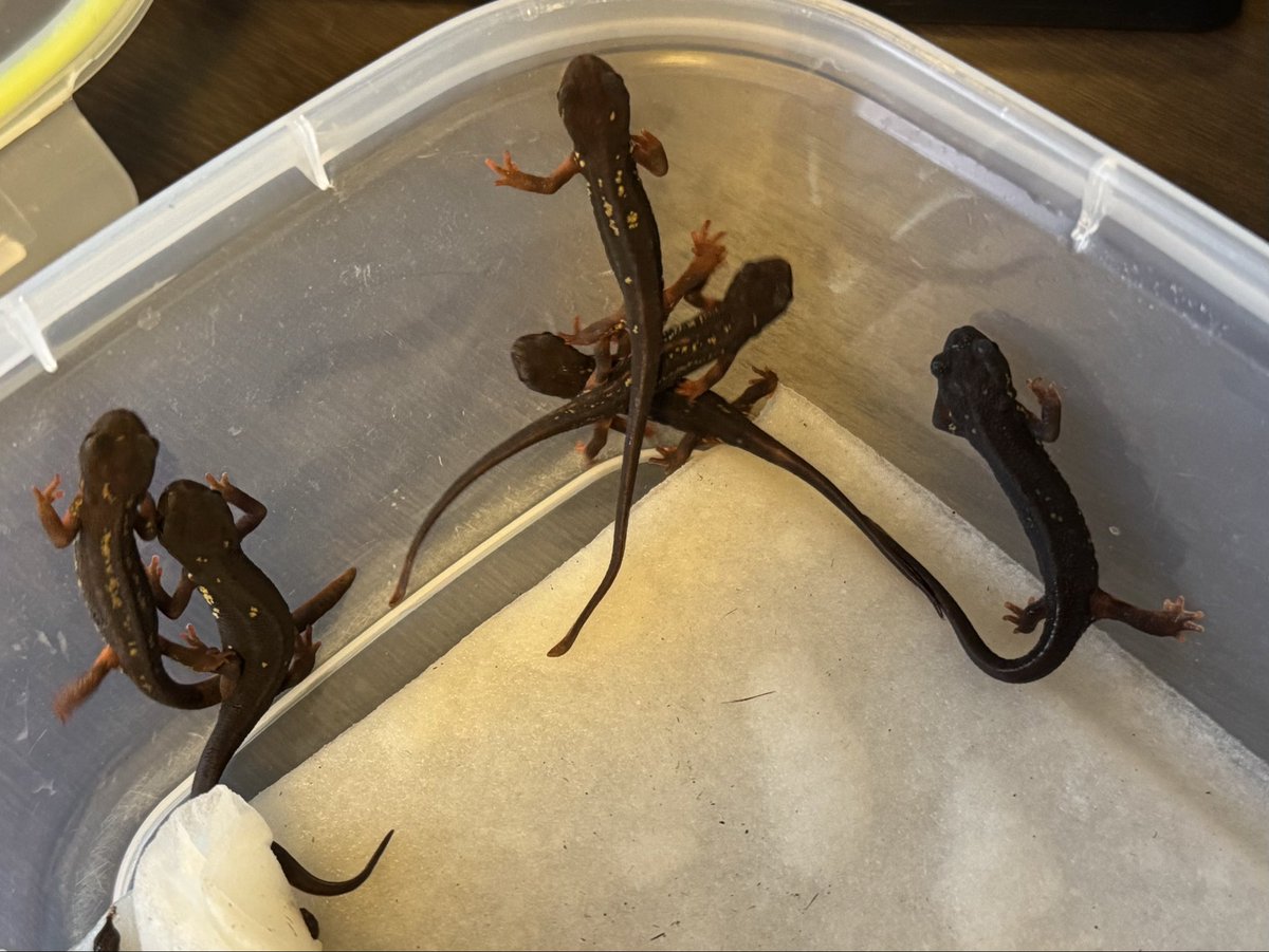 黎祁(れいき) tweet media