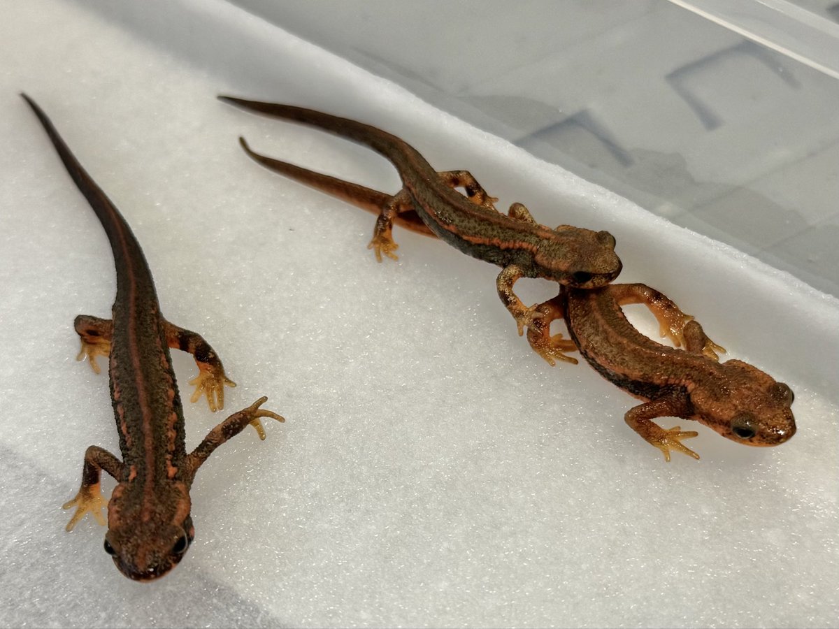 黎祁(れいき) tweet media