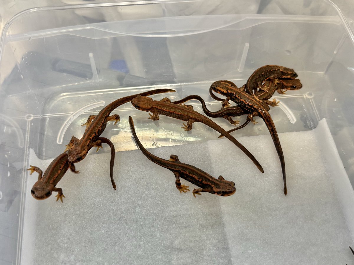 黎祁(れいき) tweet media