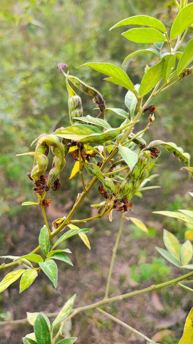 maheshpatel_up's tweet image. जिसके दादा किसान थे वही बता सकते है इसे क्या कहते है 😊
#photography #villagelife #trending #nonfollower