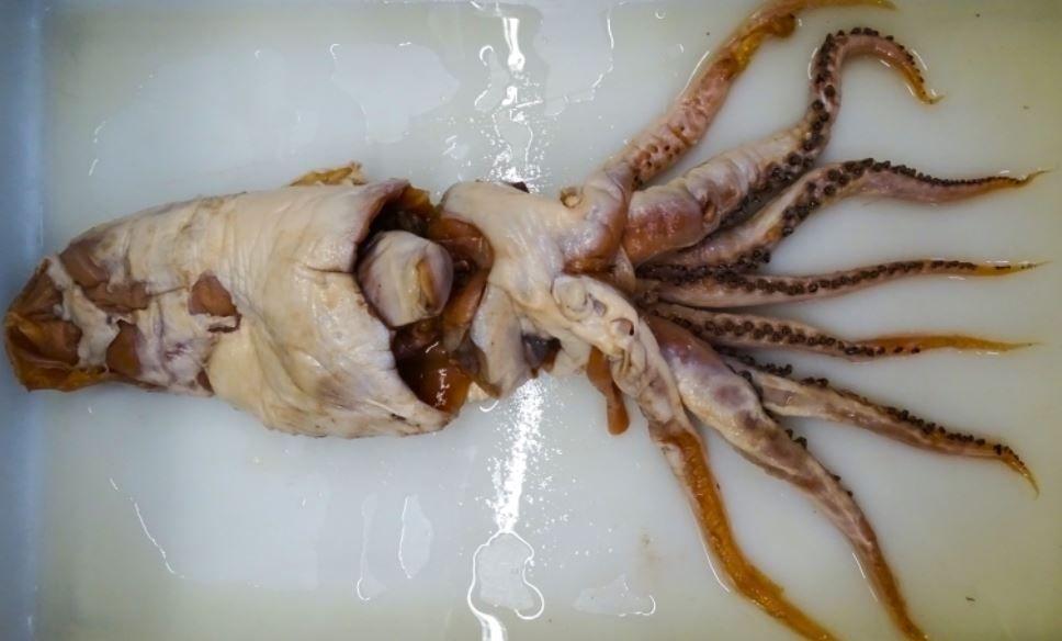 Industrias Pesqueras tweet media