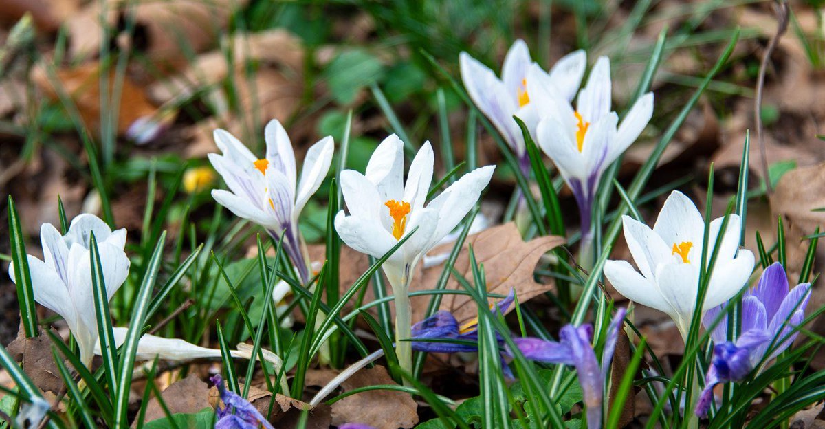 Roger Wellens tweet media