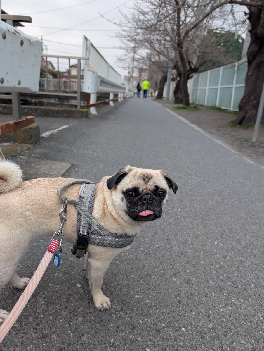 深沢小学校前のソメイヨシノはぼちぼち開花🌸