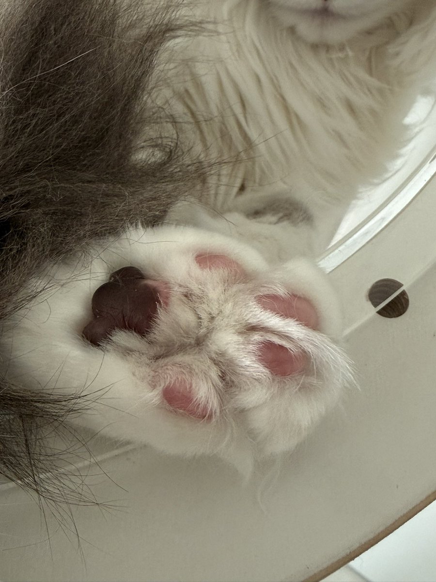 랙돌두부 tweet media