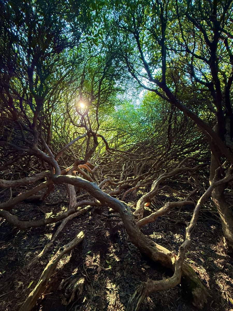 Rav Billan tweet media