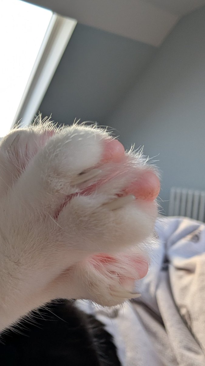 (польська) Баба Срака 🏴󠁧󠁢󠁳󠁣󠁴󠁿 tweet media