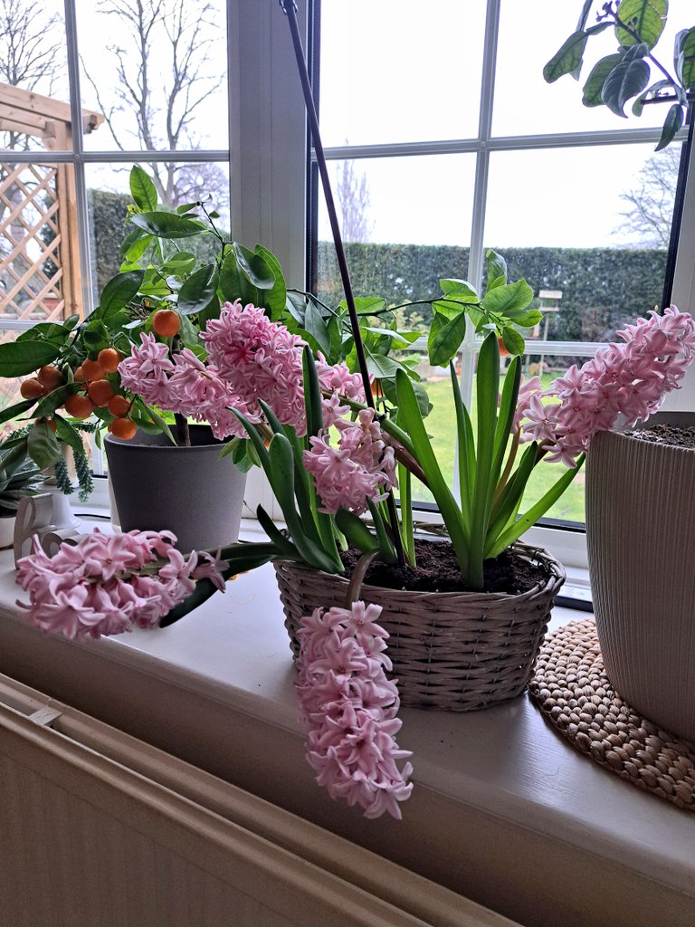 Tips ⫸🍊 tweet media