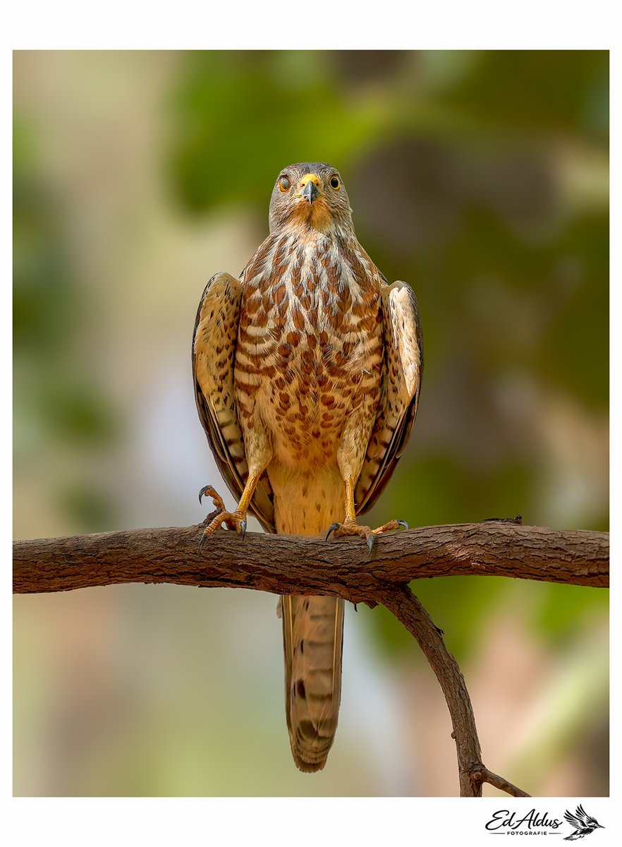 Ed Aldus tweet media