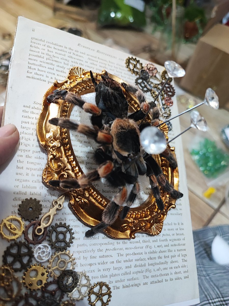 Evil Overlord Gabo tweet media