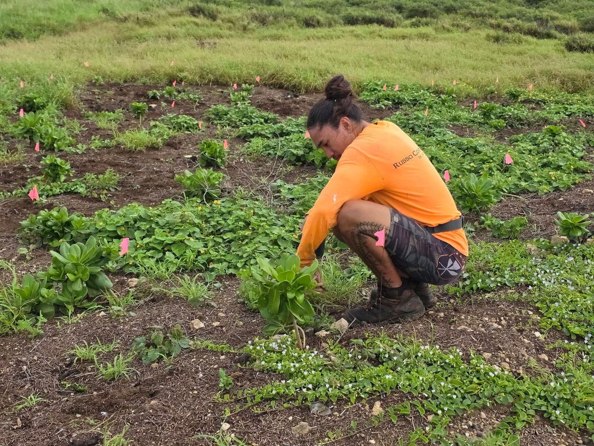 808cleanups tweet media