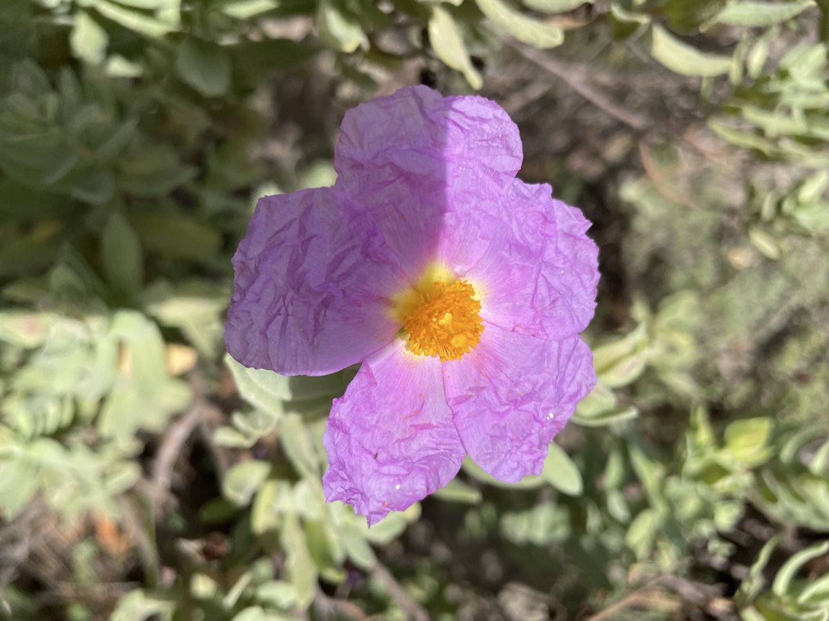 Ana Bustelo Tortella tweet media