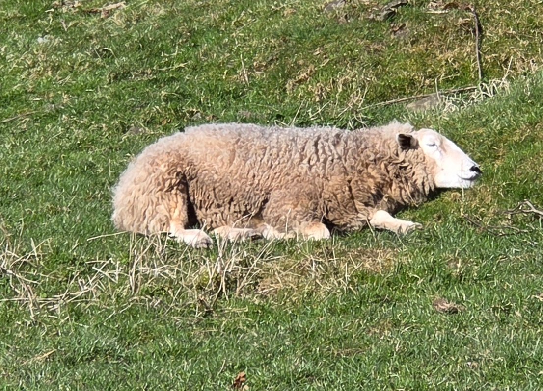 WPSSanctuary's tweet photo. Ah, this is the life! Feather in relaxed mode in the sun ❤️☀️

#animalsanctuary #sheep365 #sunshine #springtime #nonprofit #amazonwishlist #animallovers #foreverhome #adoptasheep 

https://t.co/2mryl593Xf https://t.co/1HolTgpXT5