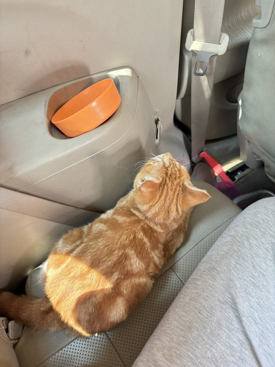 amonali biru tweet media