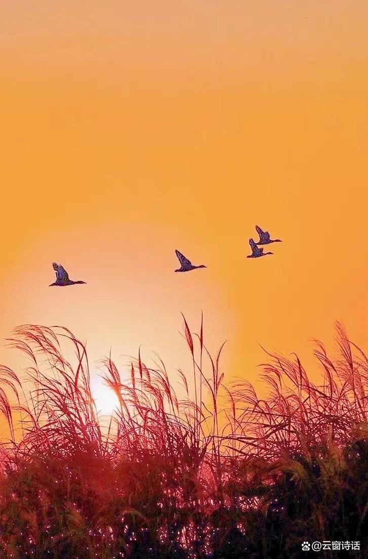 farris white tweet media