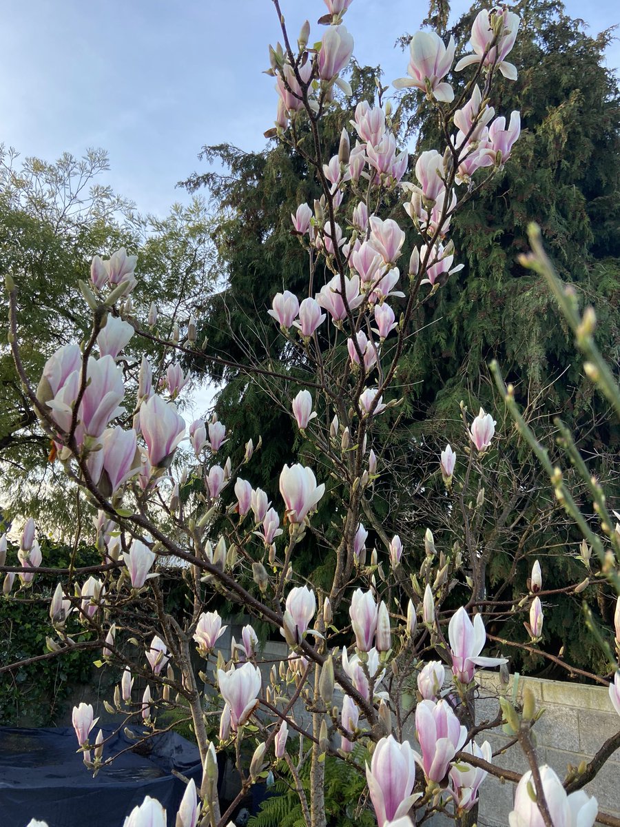 Rhona Greene tweet media