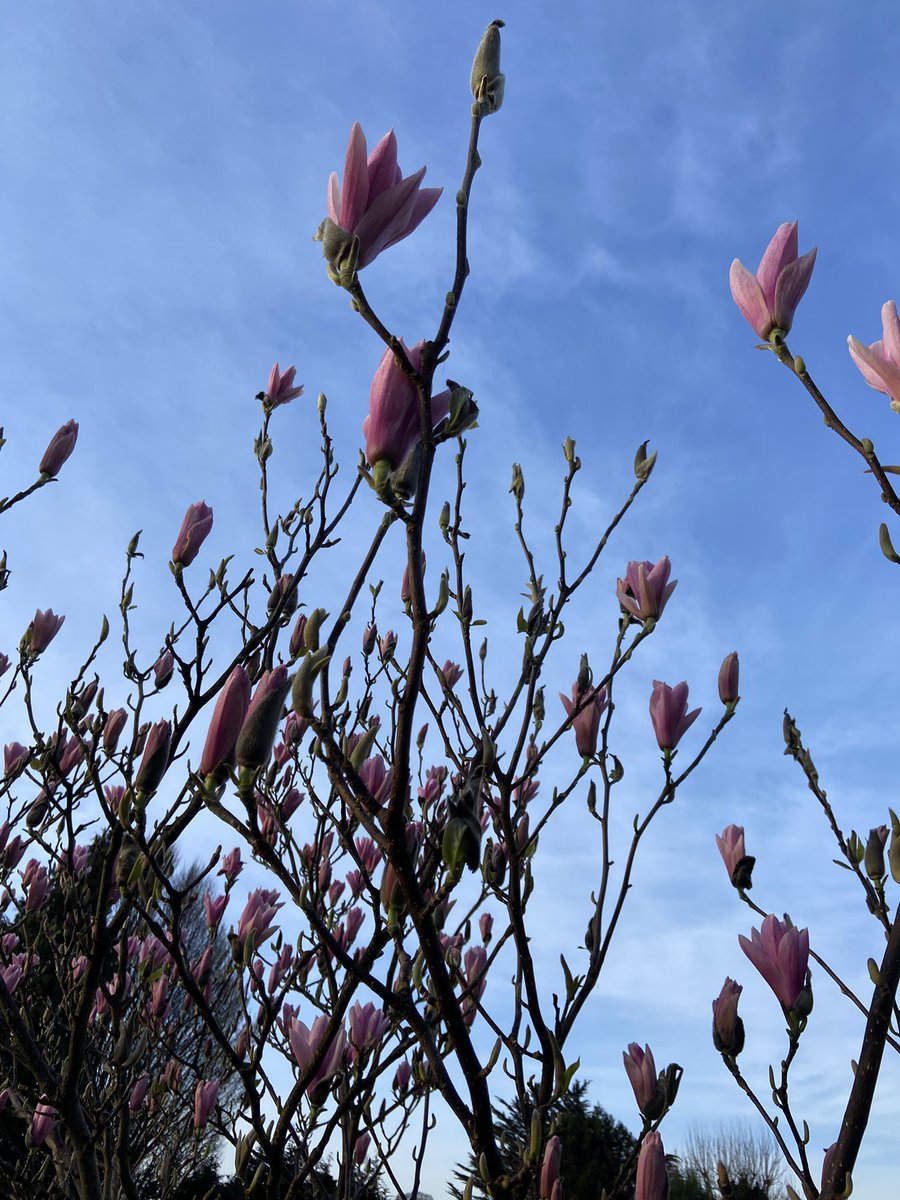 Rhona Greene tweet media