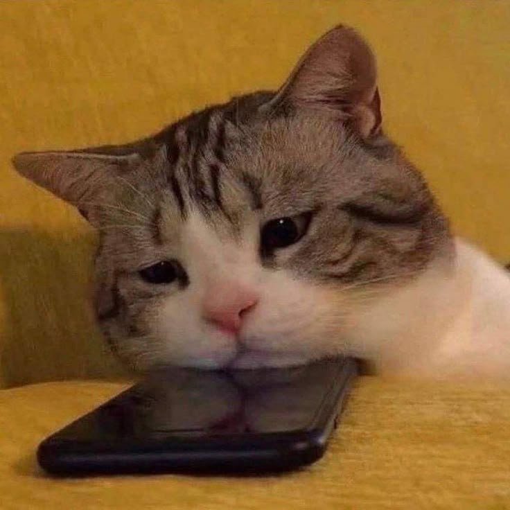 innocent introvert tweet media