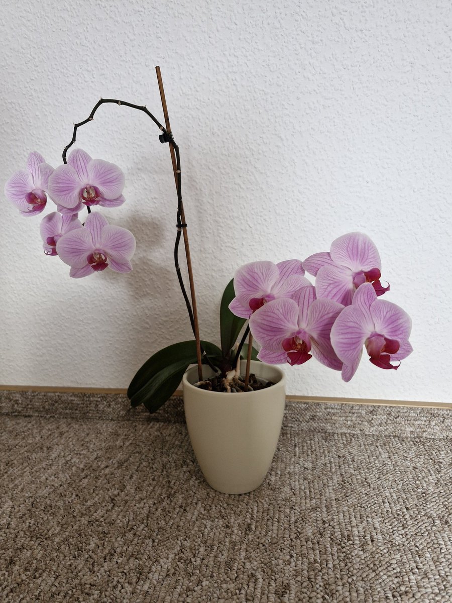 Muttertier tweet media