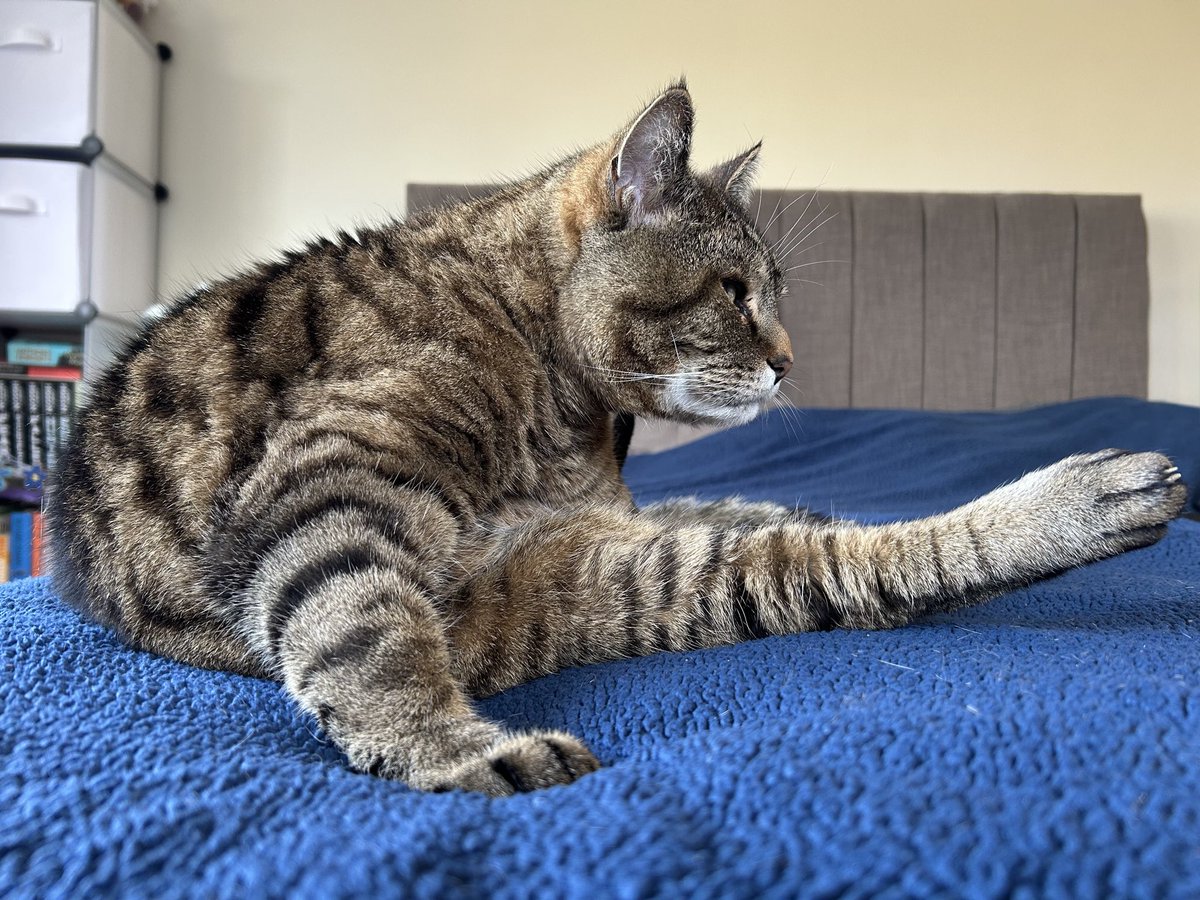 🇺🇦 Jackie (& Hari 😺) Stephen tweet media