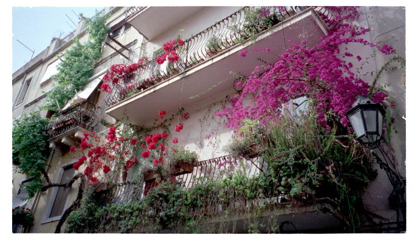 Ginger🤘😎💚🌹🤛 tweet media