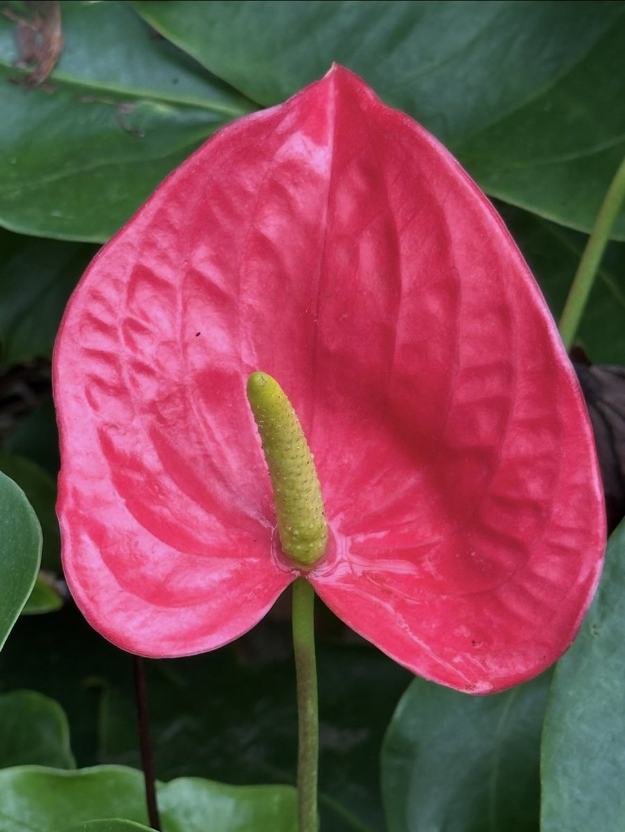 Meningioma Host tweet media