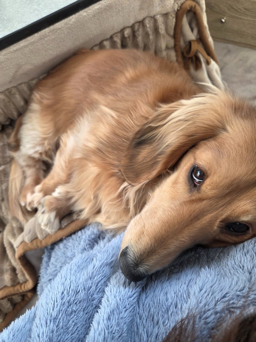 リ～くん歩くよ～…ﾄﾎﾞﾄﾎﾞ tweet media