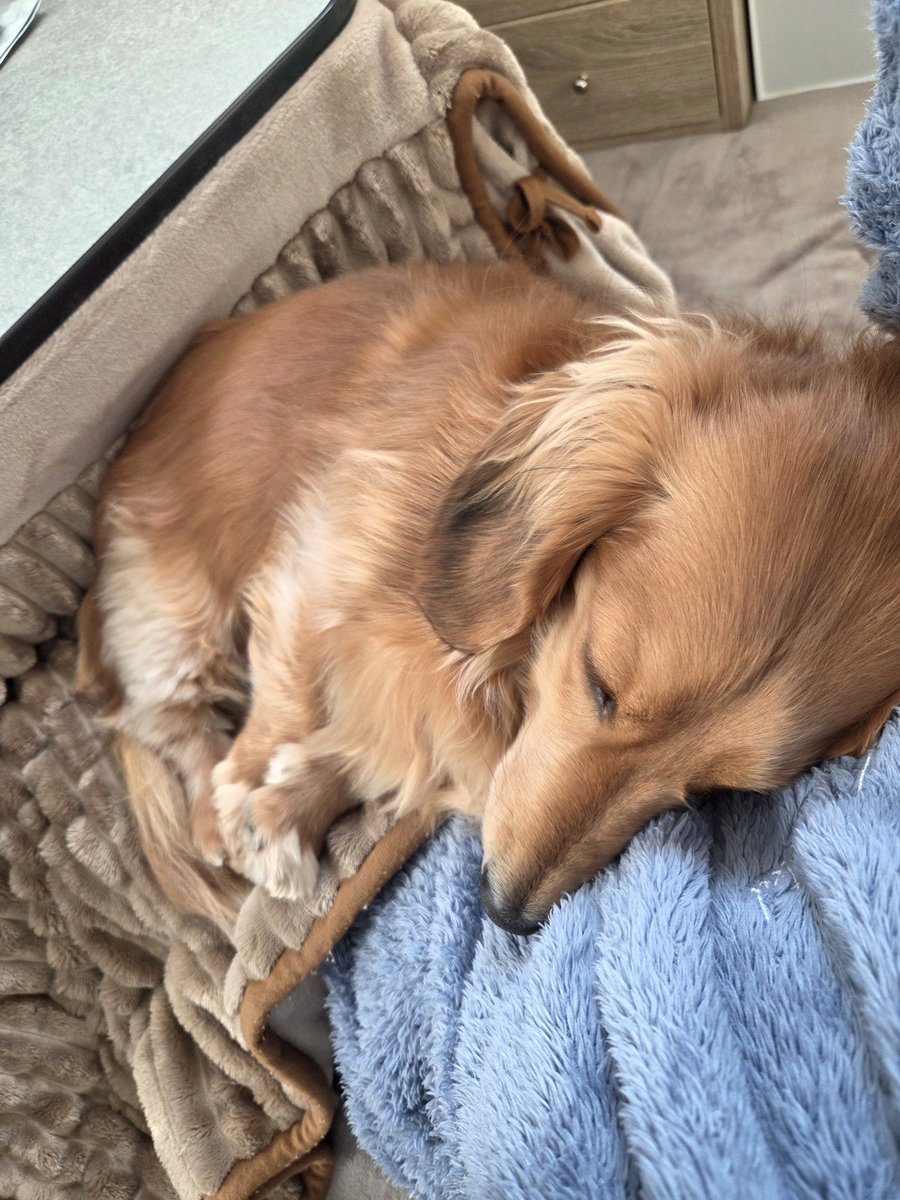 リ～くん歩くよ～…ﾄﾎﾞﾄﾎﾞ tweet media