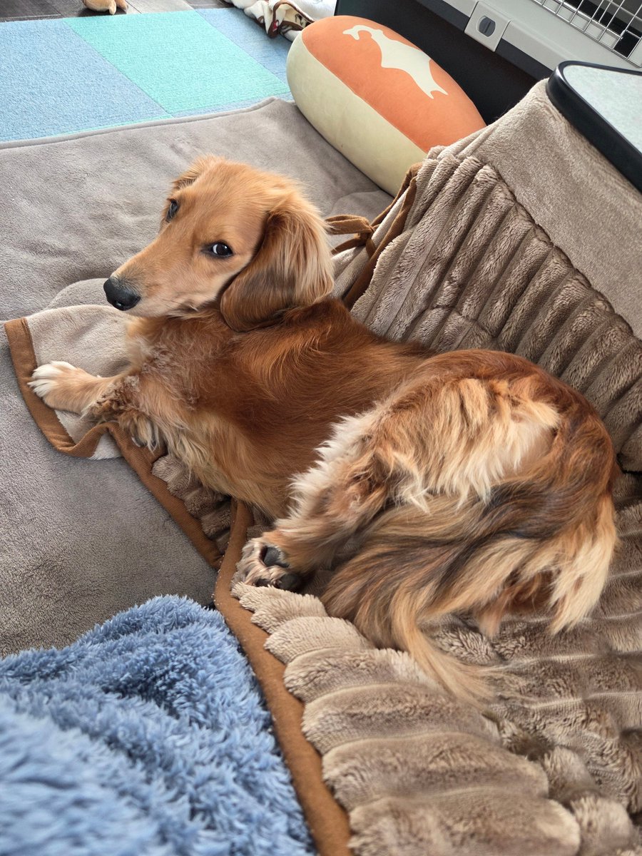 リ～くん歩くよ～…ﾄﾎﾞﾄﾎﾞ tweet media