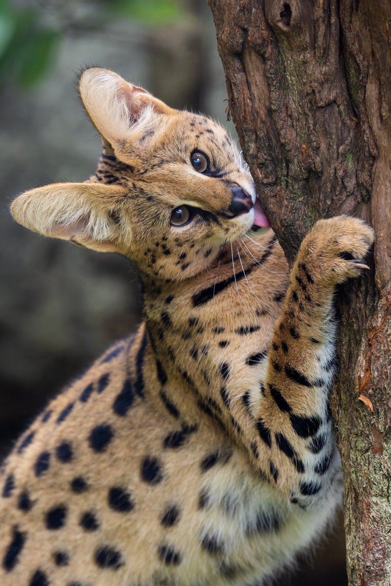 空白寺 tweet media