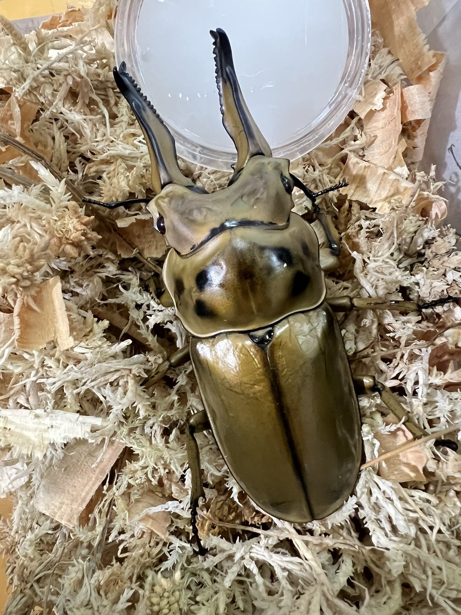 ブラッキー　クワカブ専門店 tweet media