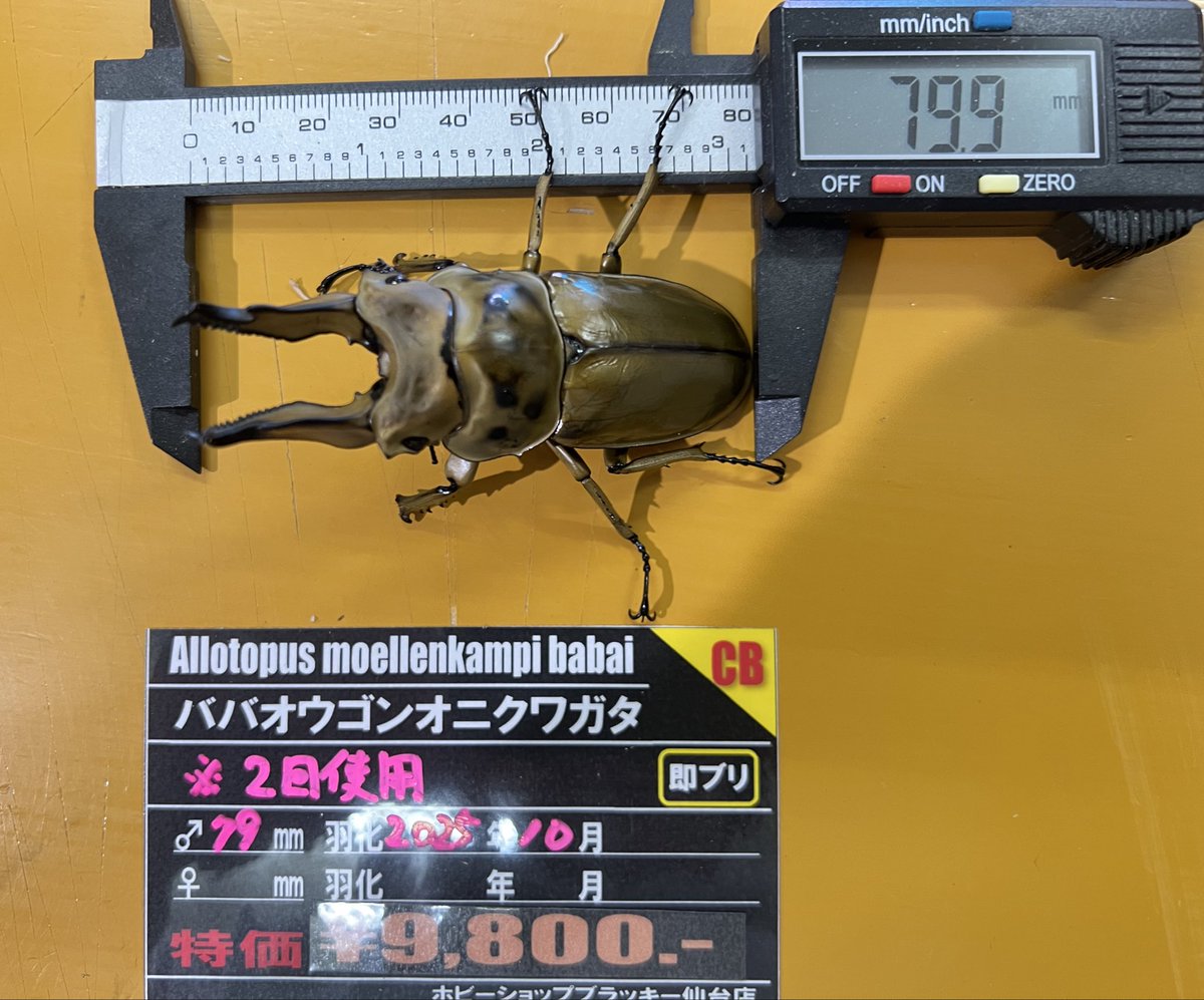 ブラッキー　クワカブ専門店 tweet media