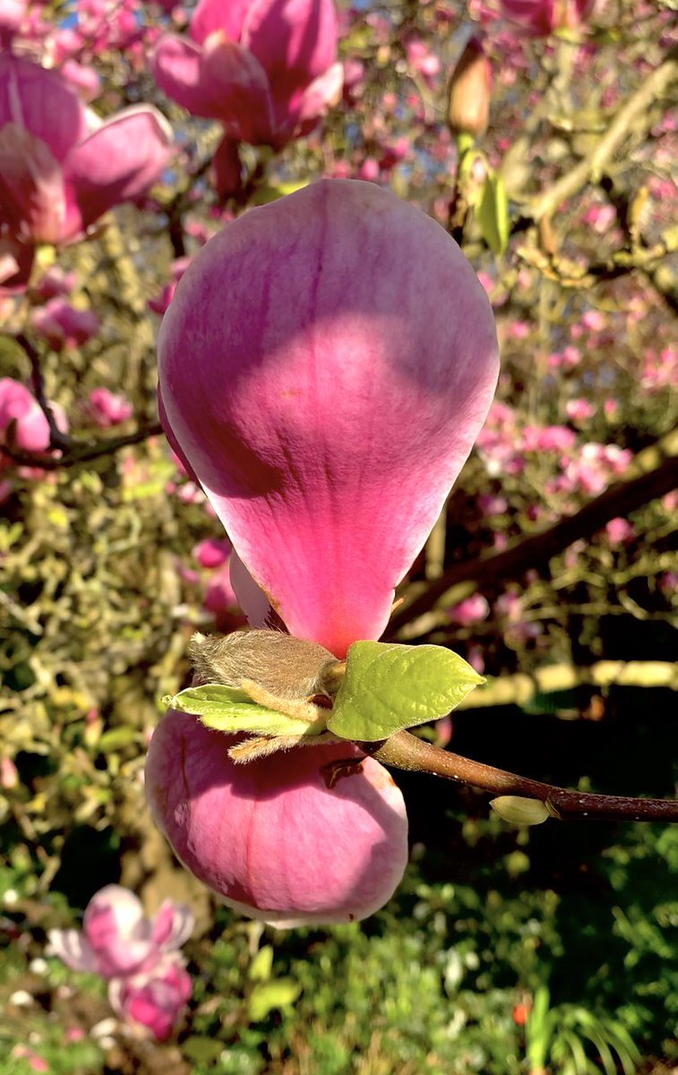 ruths_gallery's tweet image. Magnolia opens, pale and slow,  
each petal catches the sun’s bright glow,  
and holds it quiet, soft, yet loud.  

 #FlowersOnFriday #magnolia