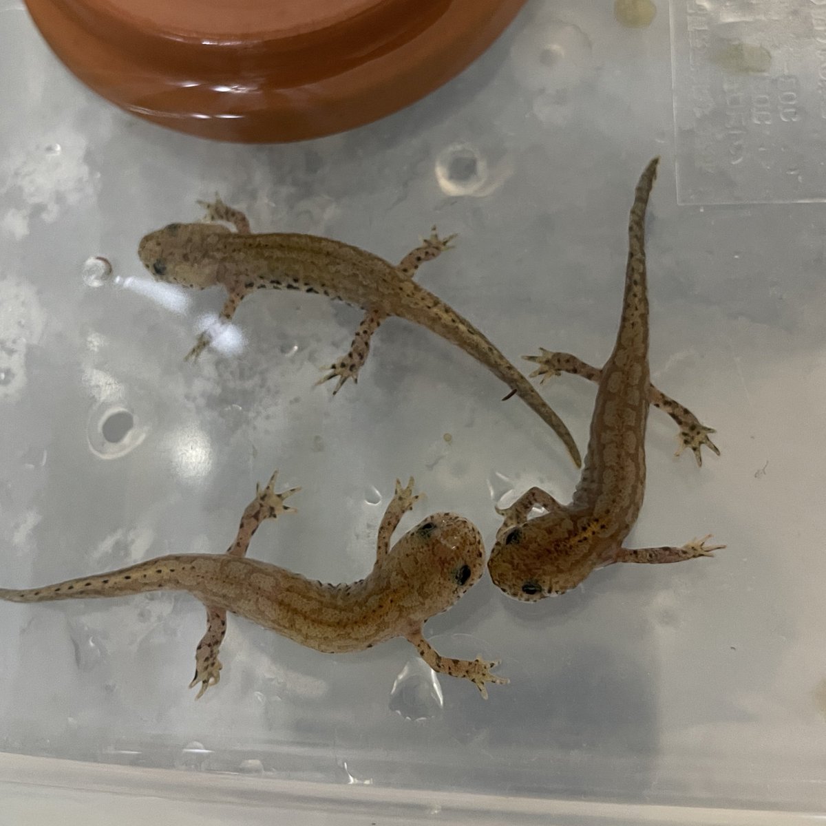 にっき【iromi】 tweet media