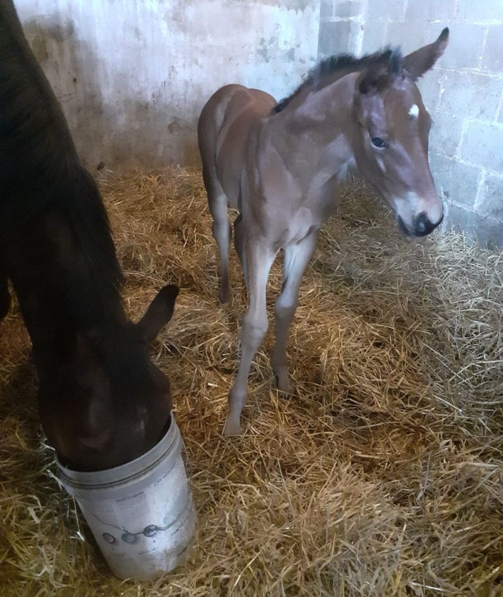 Universal Stud tweet media