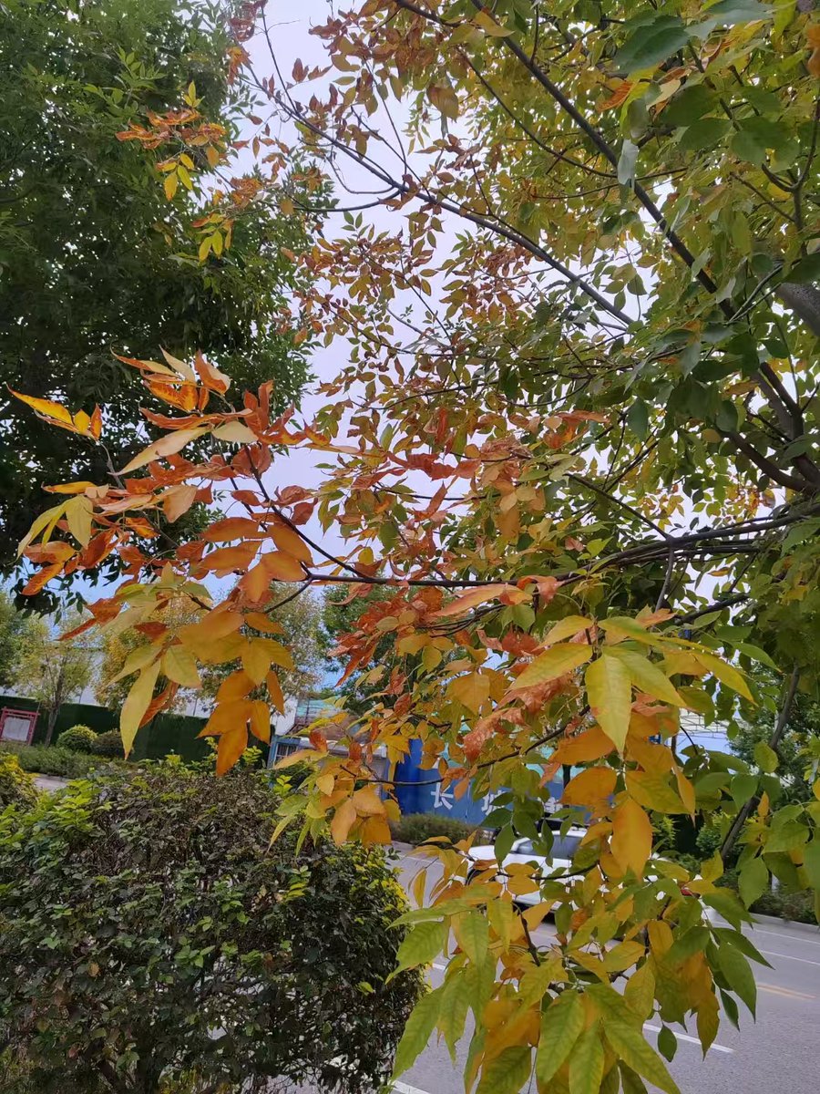 Thiago Gontijo tweet media