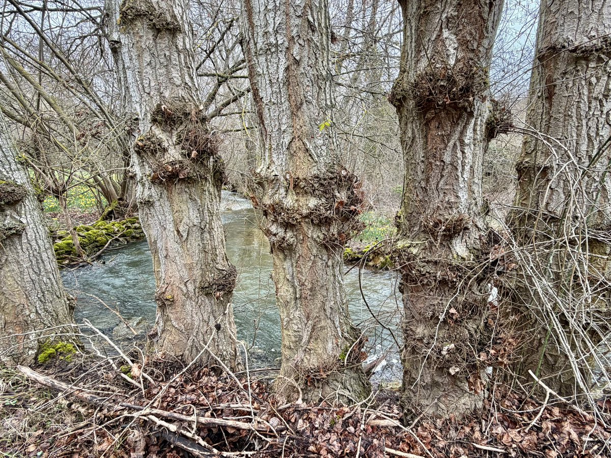 nachoramosc's tweet image. Soria. #Castilla #Soria