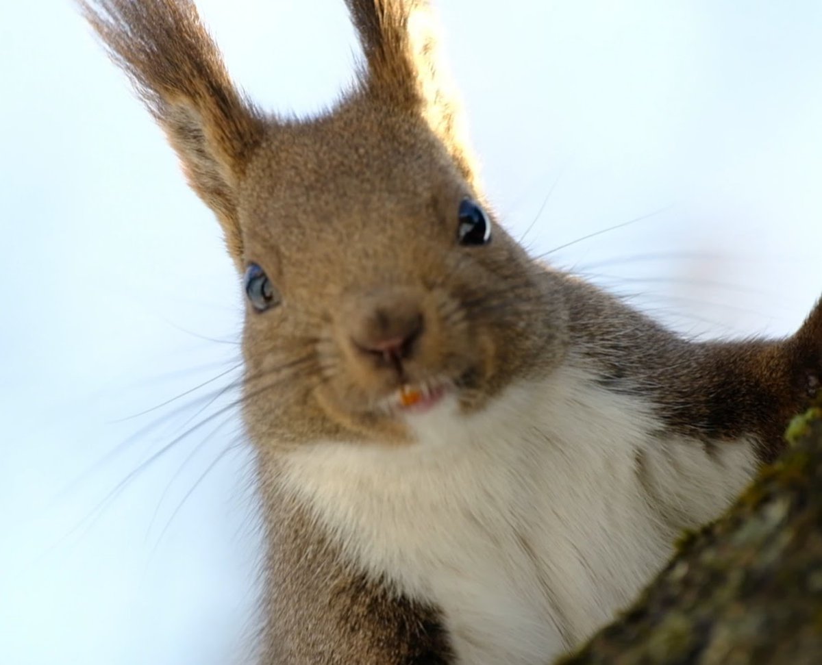 さかつ活動写真館 tweet media