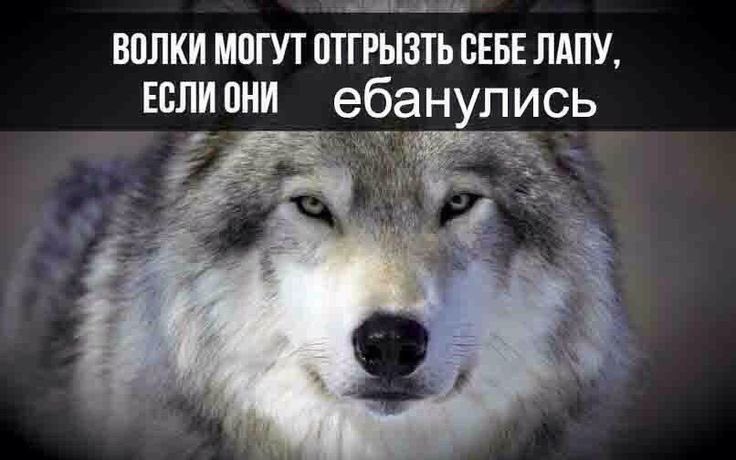 медуза ждет аванса tweet media