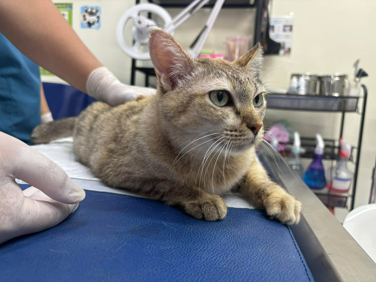 The Sound Of Animals tweet media