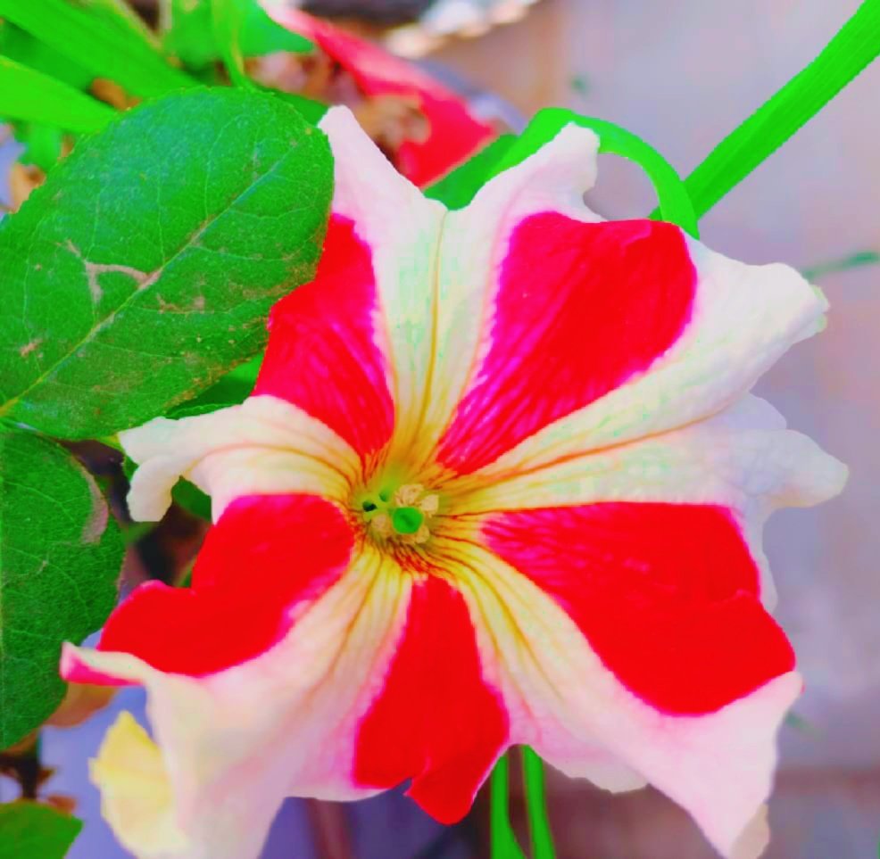 Pri.ellè♡` tweet media