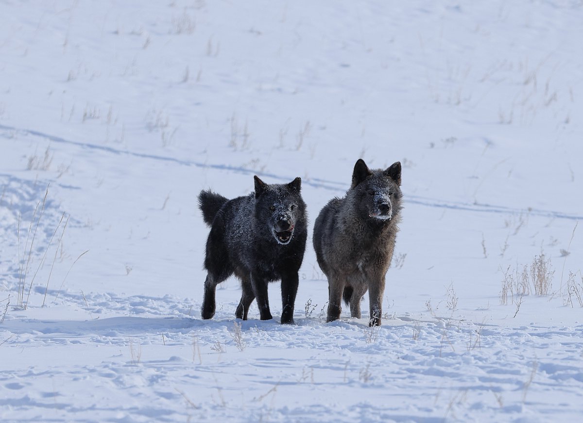 Oliver Jones tweet media