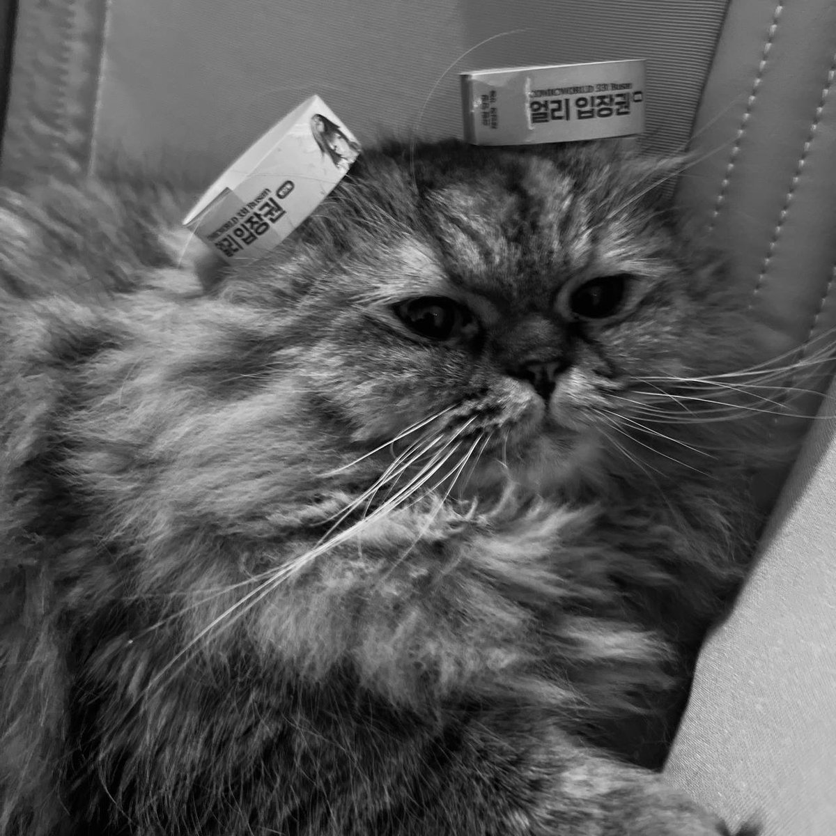 코믹월드 tweet media