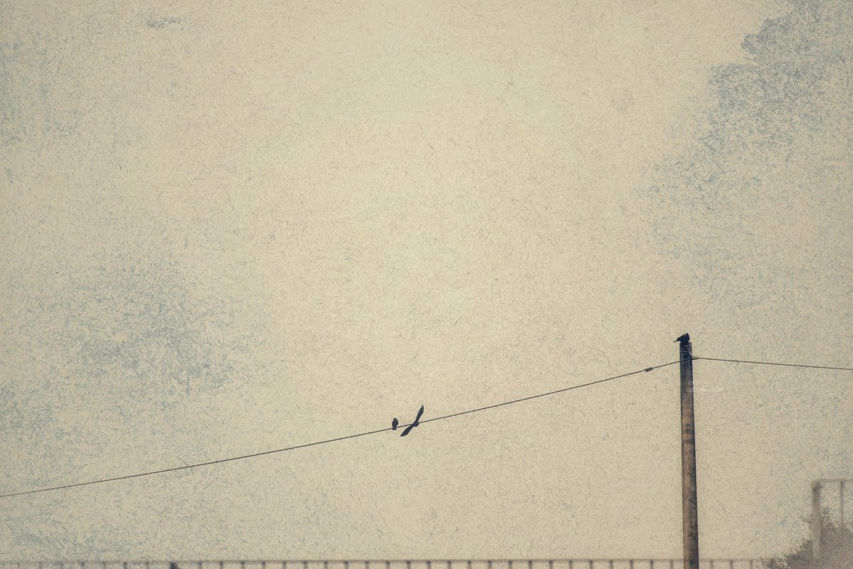 A.SapphireShadow tweet media