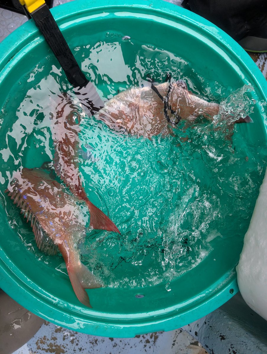 かみかみ♪ tweet media